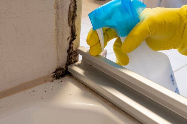 Professional Mold Removal in Poncha Springs, CO