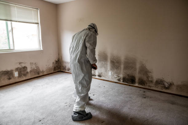 Certified Mold Removal in Poncha Springs, CO